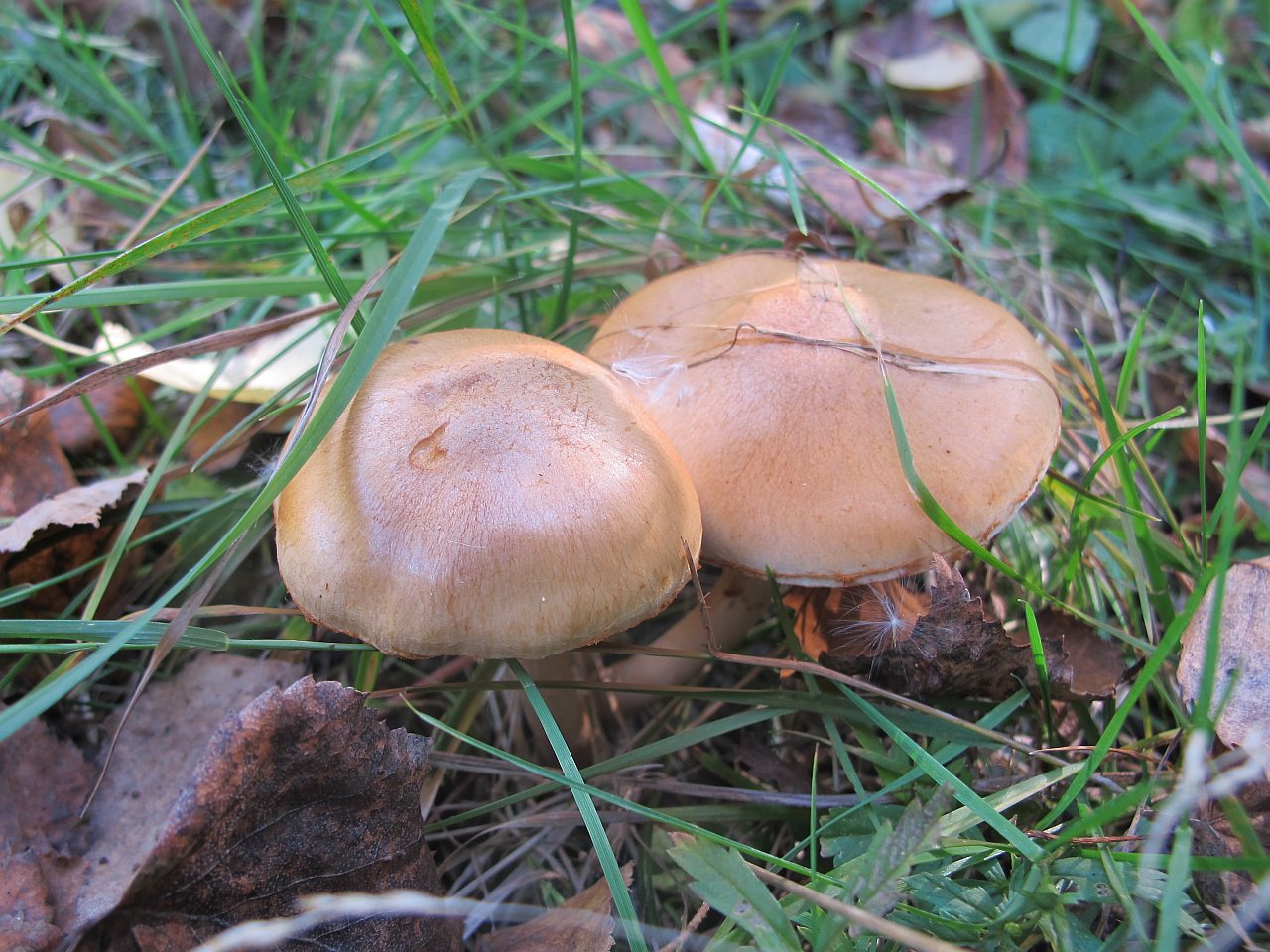 Cortinarius delibutus