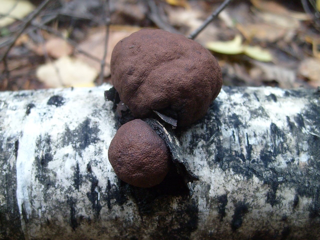 Daldinia