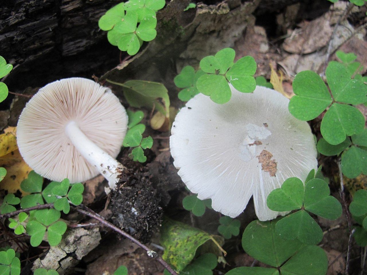 Volvariella murinella