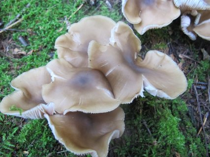 Entoloma lividoalbum