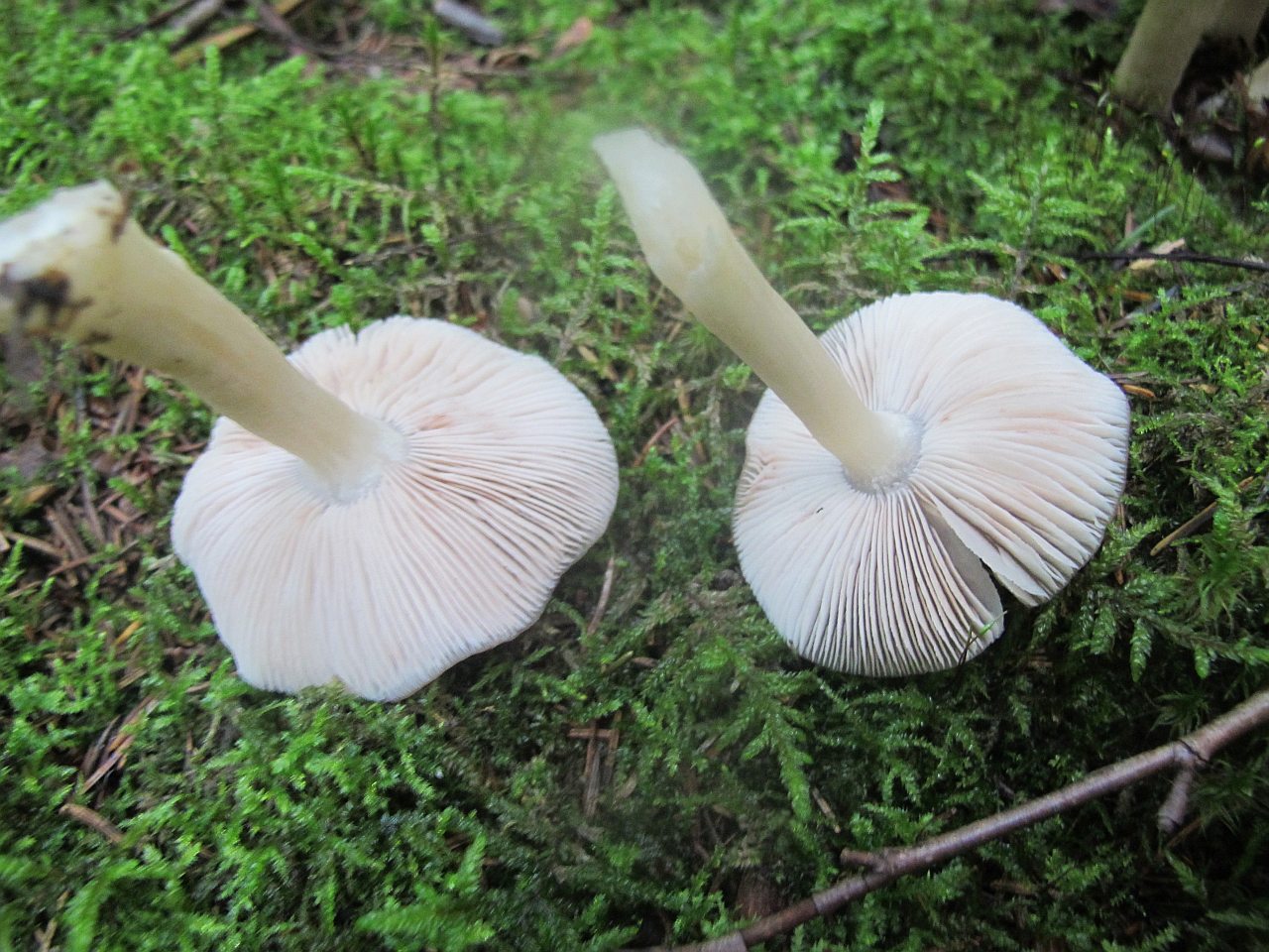Entoloma lividoalbum