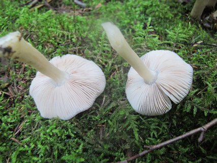 Entoloma lividoalbum
