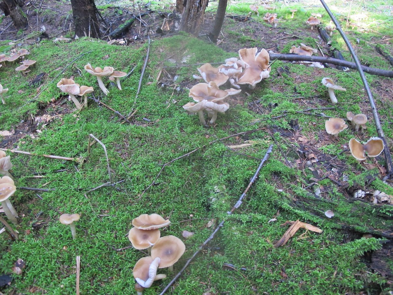 Entoloma lividoalbum
