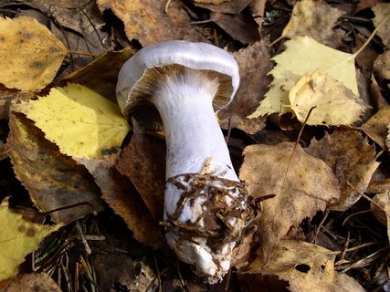 Cortinarius alboviolaceus