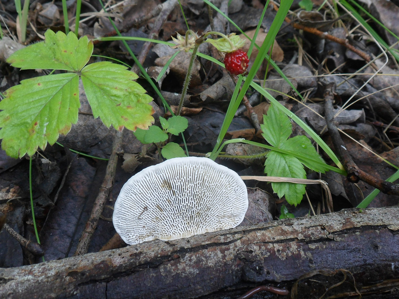 Daedaleopsis confragosa