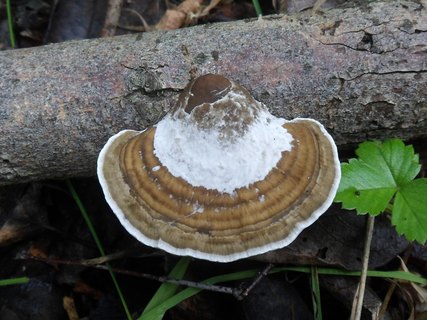 Daedaleopsis confragosa