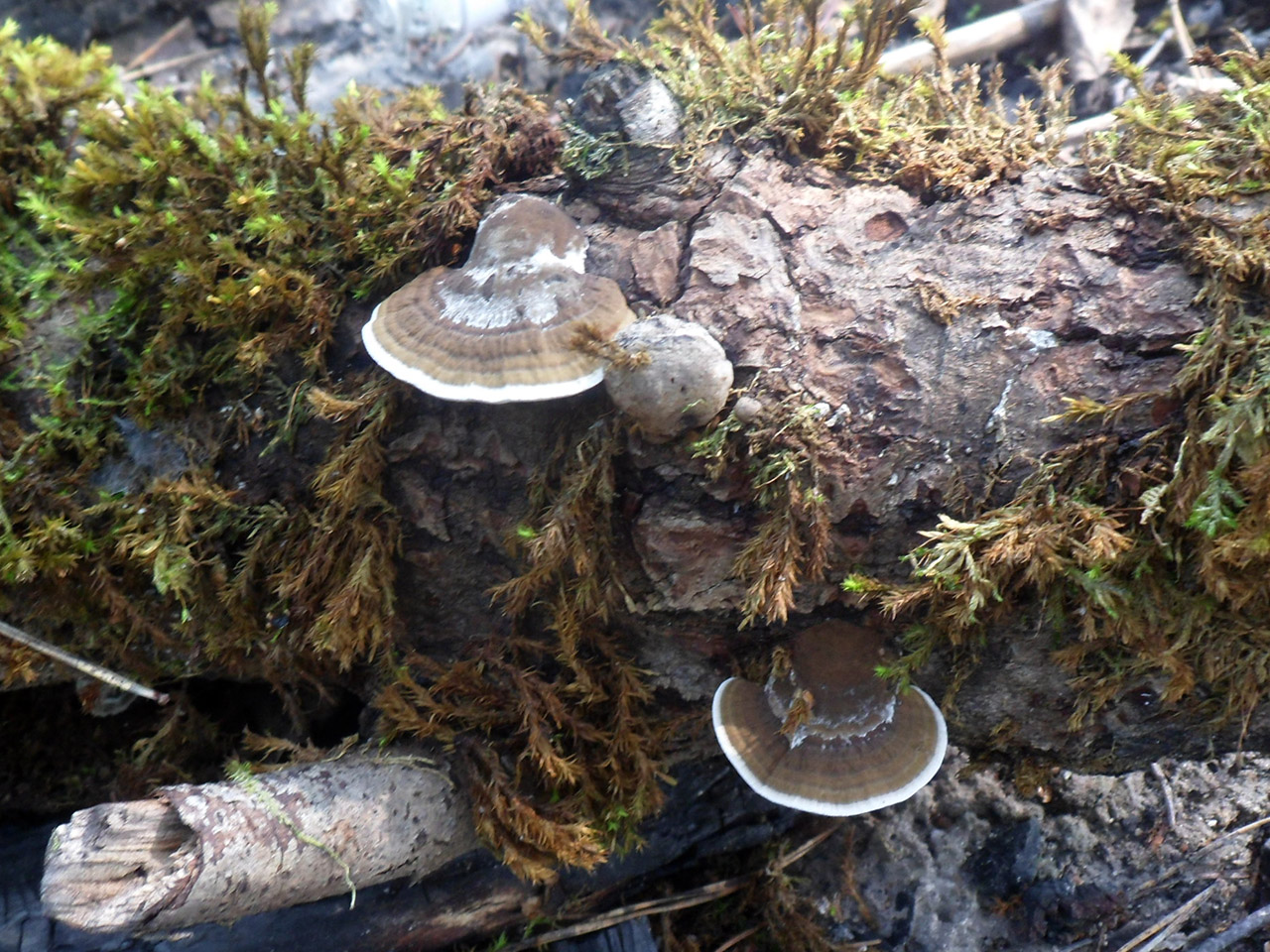 Daedaleopsis confragosa