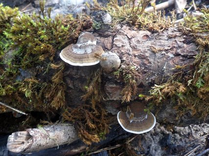 Daedaleopsis confragosa