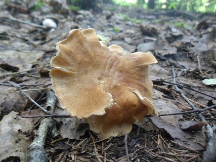 Picipes melanopus