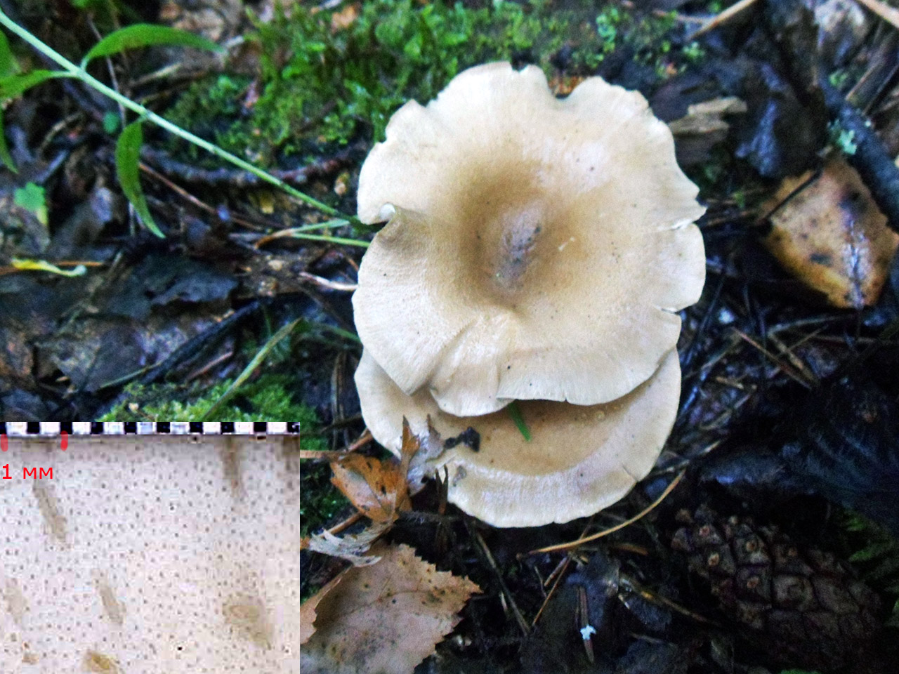 Picipes melanopus