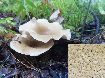 Picipes melanopus