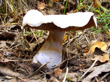 Cortinarius alboviolaceus