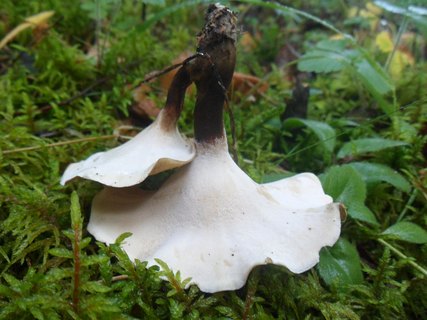 Picipes melanopus