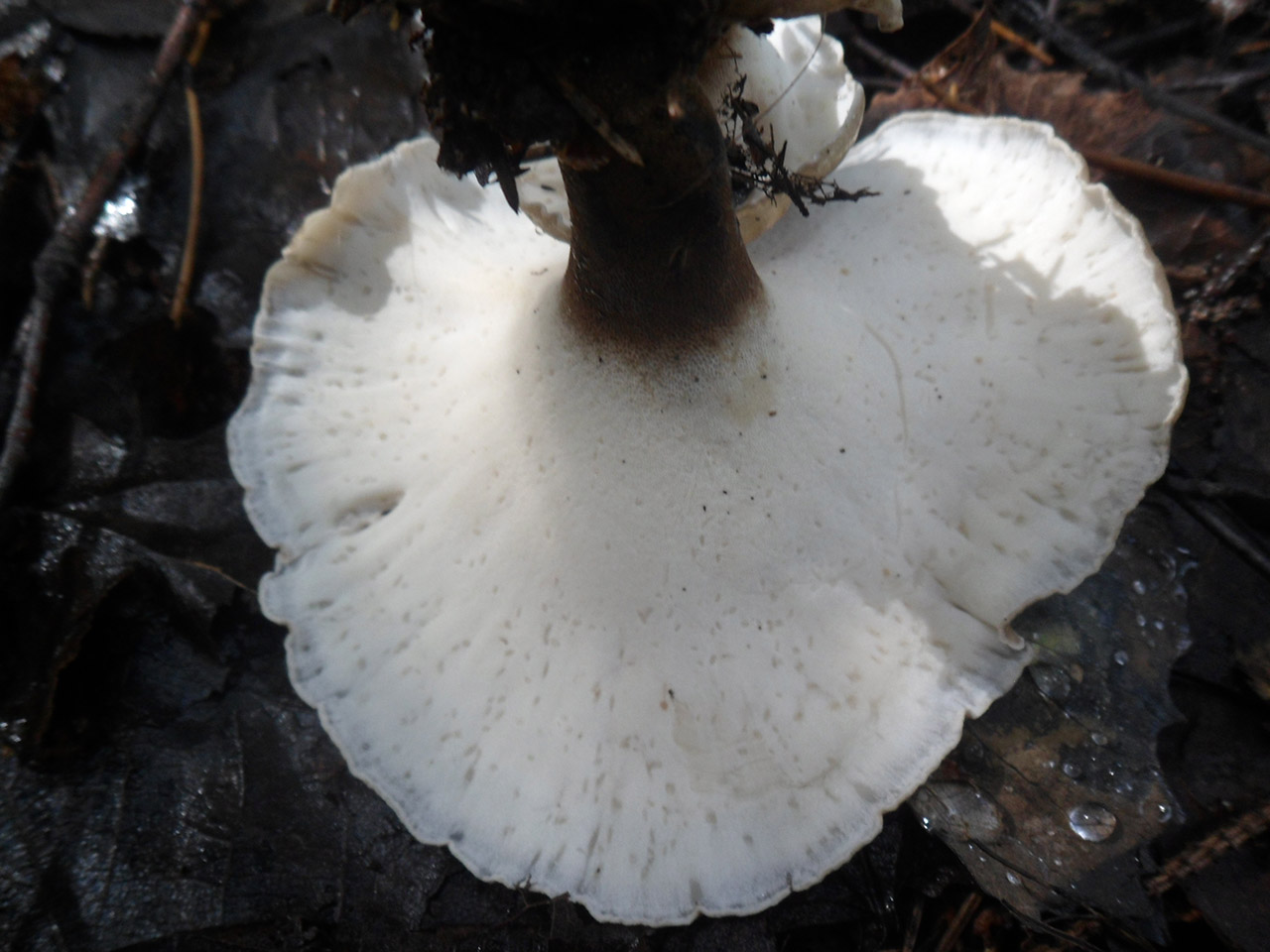 Picipes melanopus