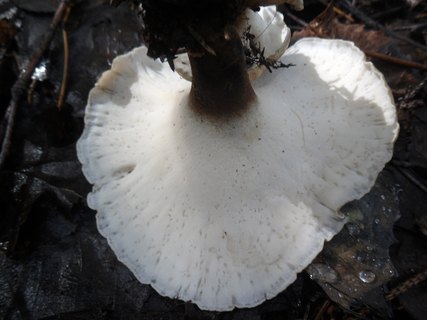 Picipes melanopus