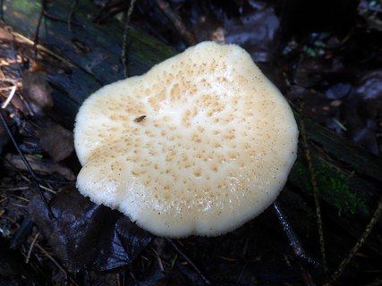Polyporus tuberaster
