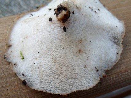 Polyporus tuberaster