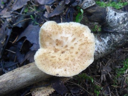 Polyporus tuberaster
