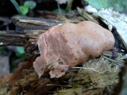 Reticularia lycoperdon