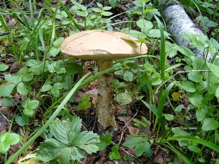 Leccinum duriusculum