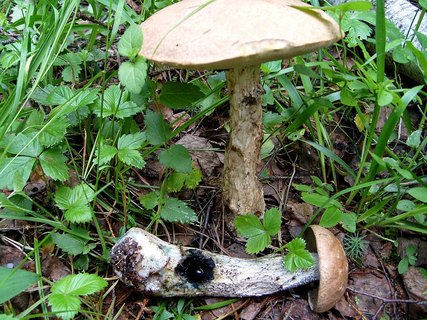 Leccinum duriusculum