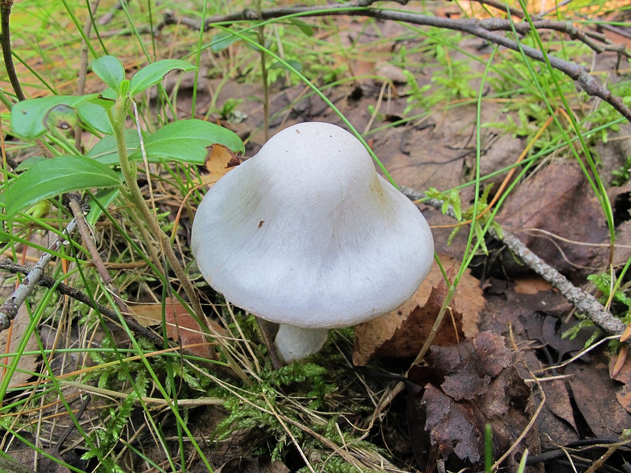 Cortinarius alboviolaceus
