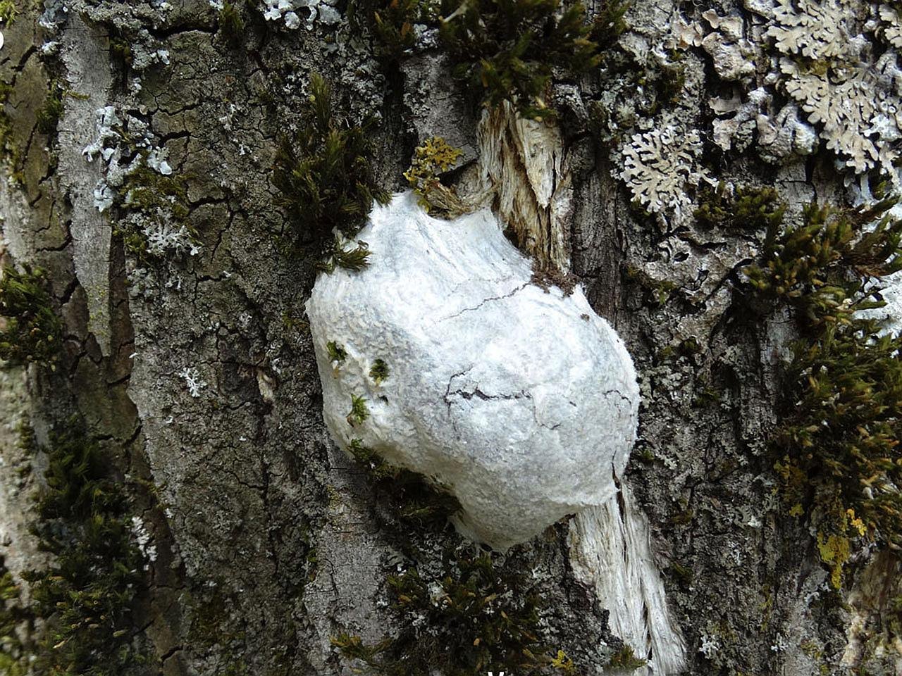 Reticularia lycoperdon