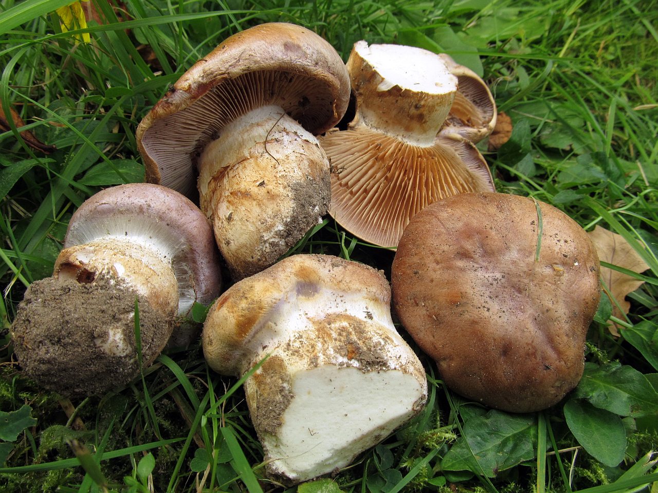 Cortinarius balteatocumatis
