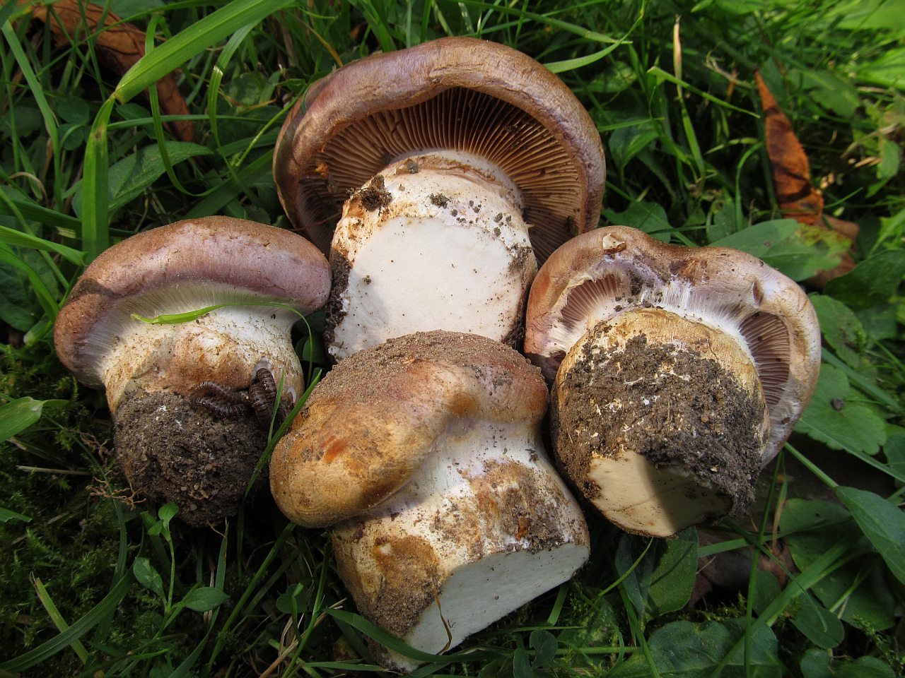Cortinarius balteatocumatis