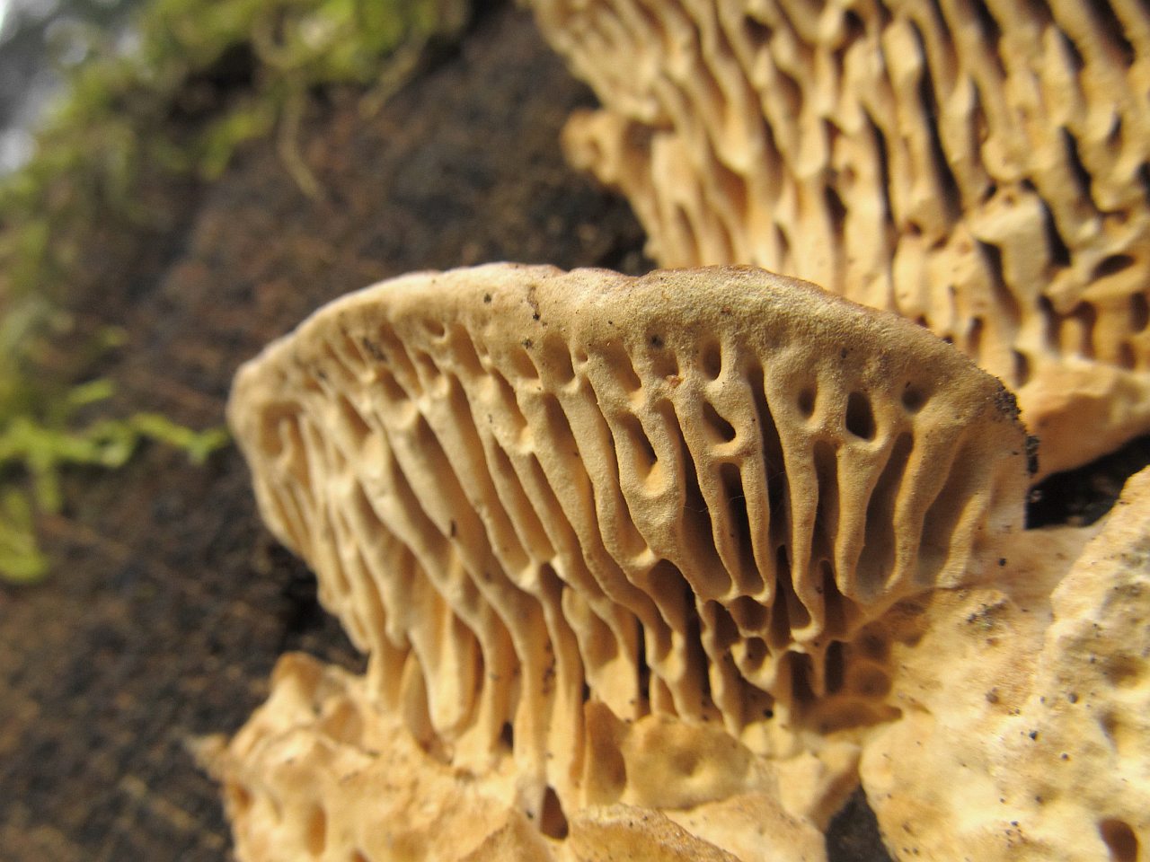 Daedalea quercina