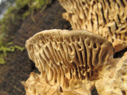 Daedalea quercina