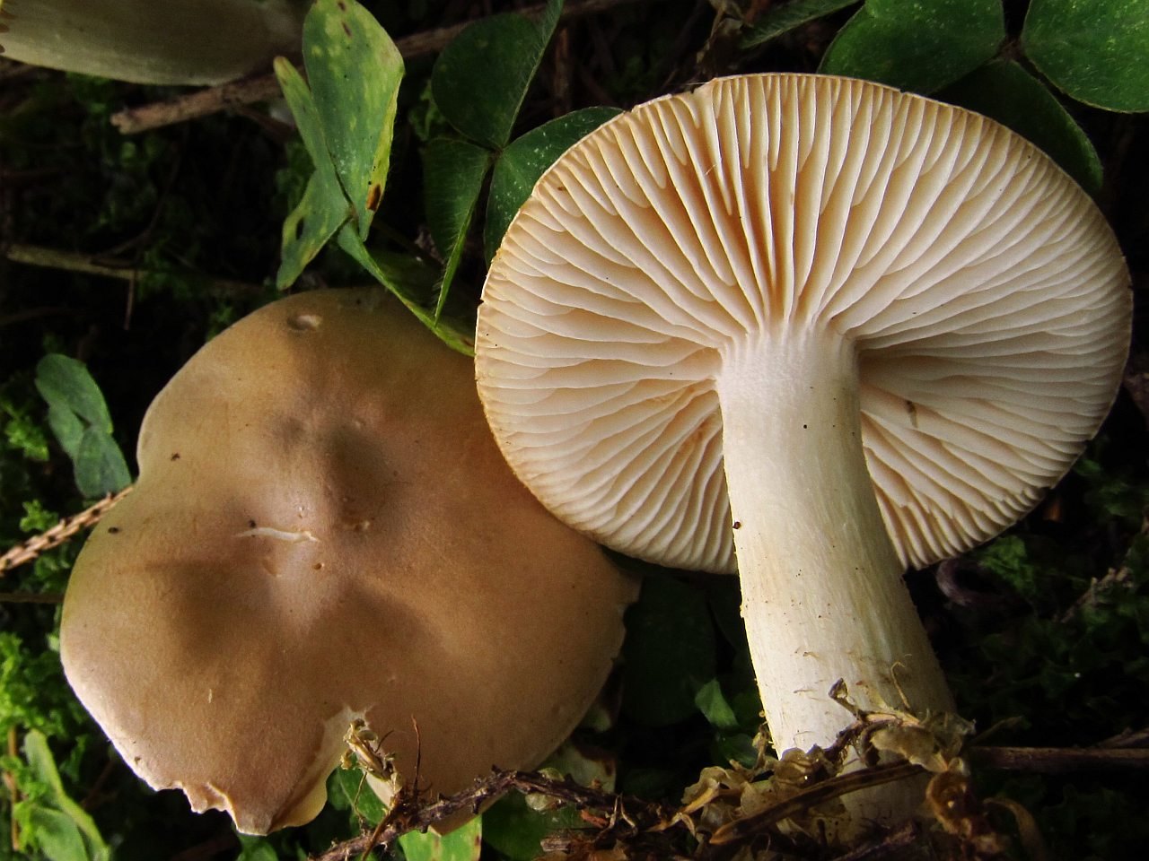 Hygrophorus pudorinus