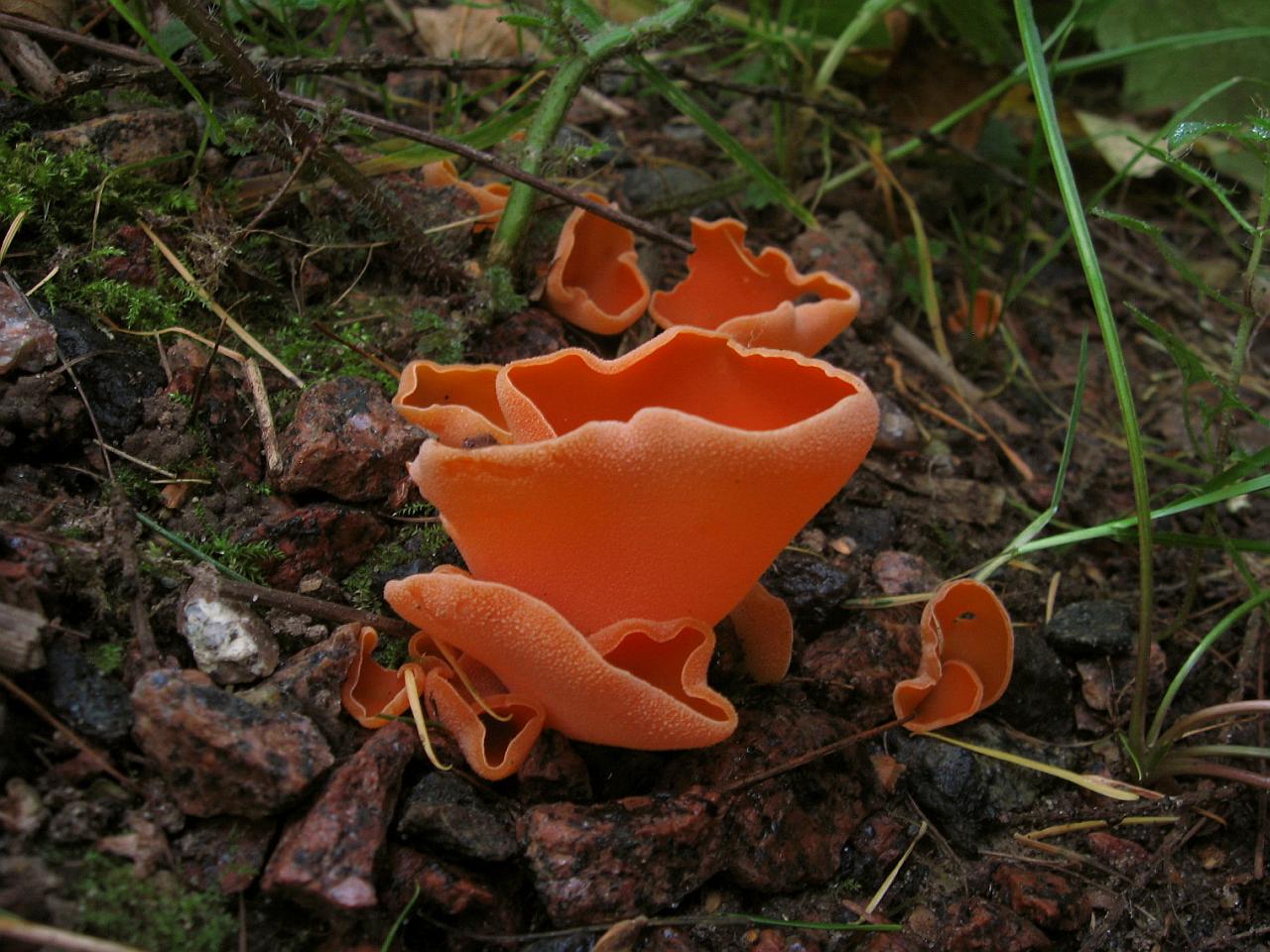 Aleuria aurantia
