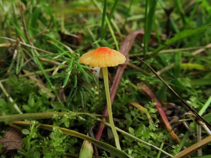 Mycena acicula
