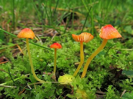 Mycena acicula