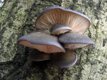 Panellus serotinus