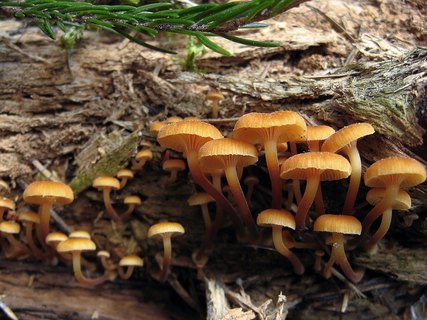 Xeromphalina campanella