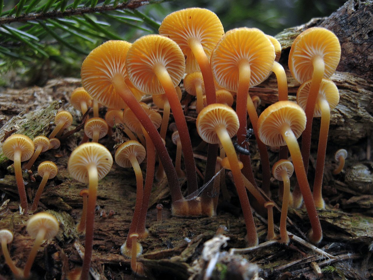 Xeromphalina campanella