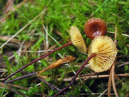 Xeromphalina cauticinalis