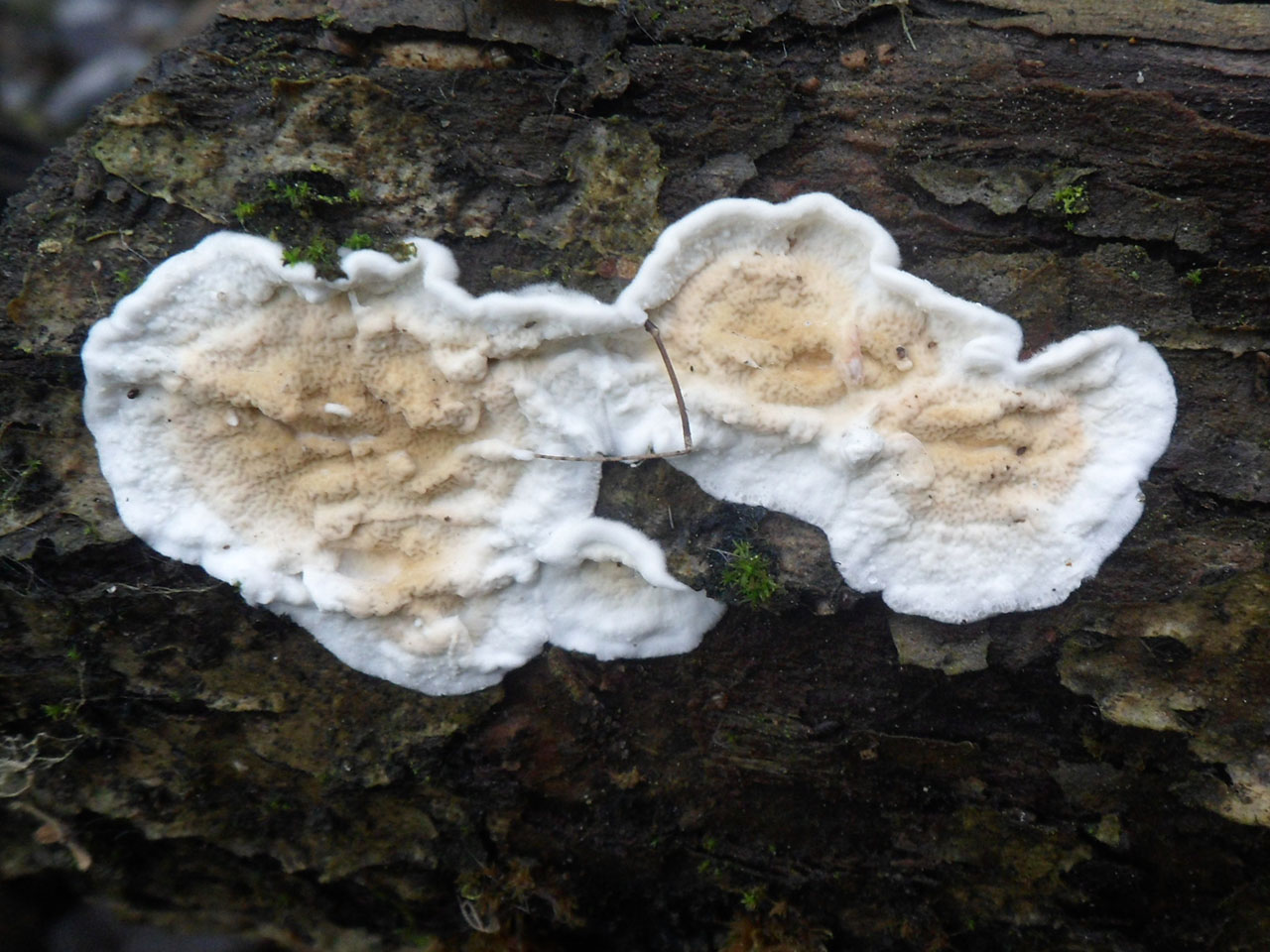 Byssomerulius corium