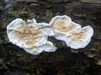 Byssomerulius corium