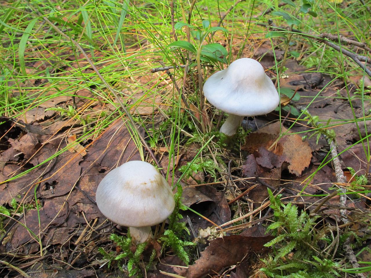 Cortinarius alboviolaceus