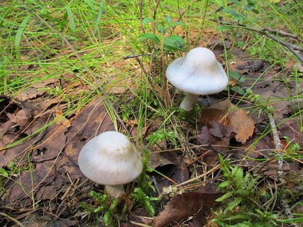 Cortinarius alboviolaceus
