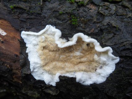 Byssomerulius corium