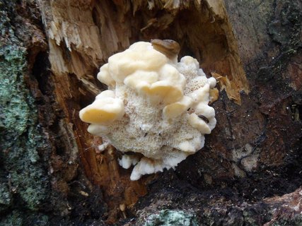 Climacocystis borealis