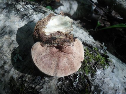Hapalopilus rutilans