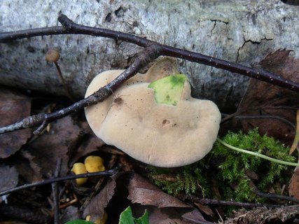 Hapalopilus rutilans
