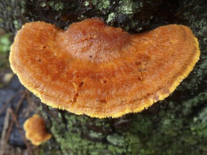 Pycnoporellus fulgens