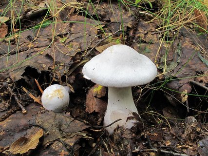 Cortinarius alboviolaceus