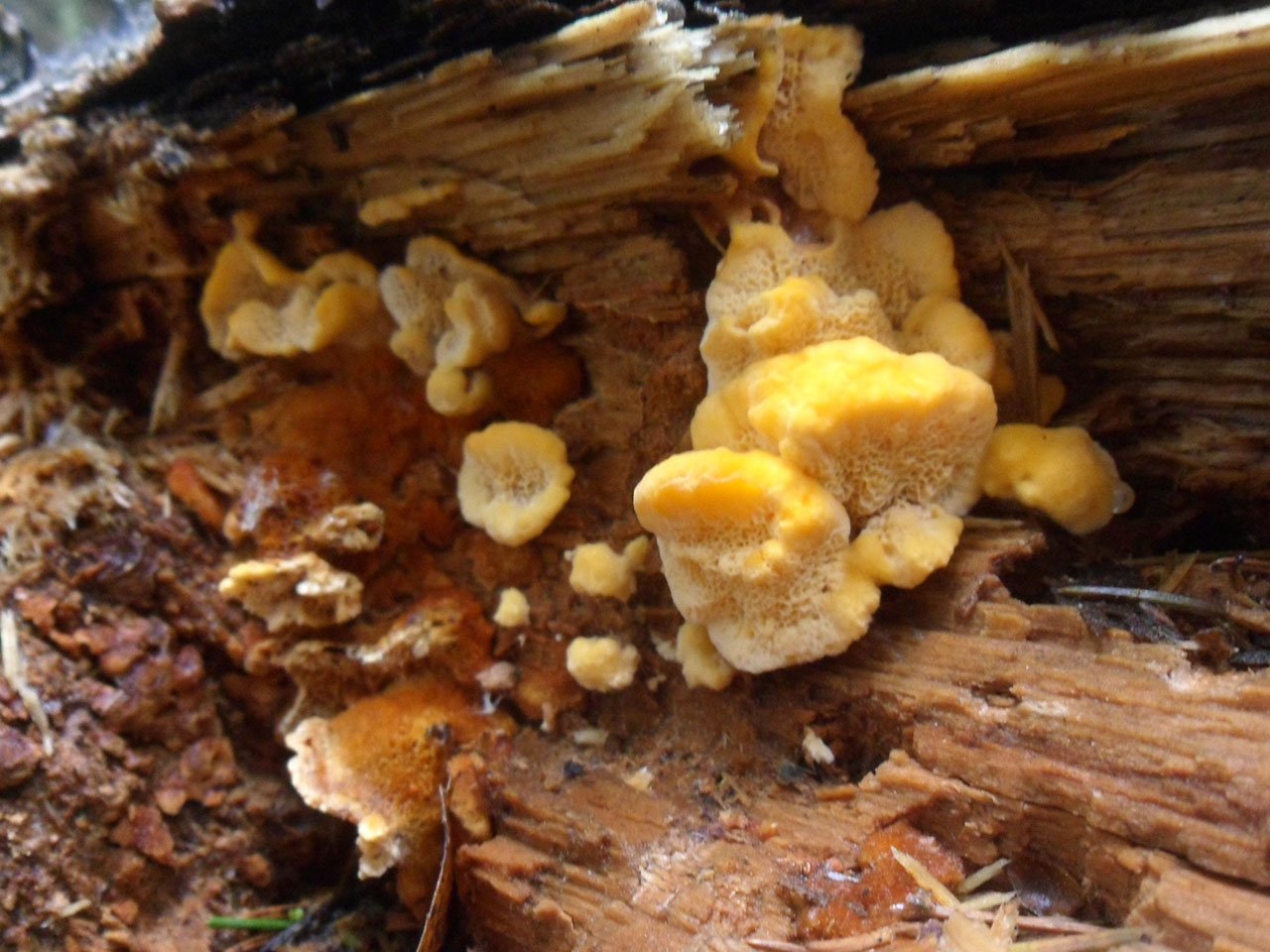 Pycnoporellus fulgens